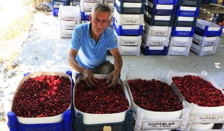 Çivril'de Kızılcık hasadı başladı