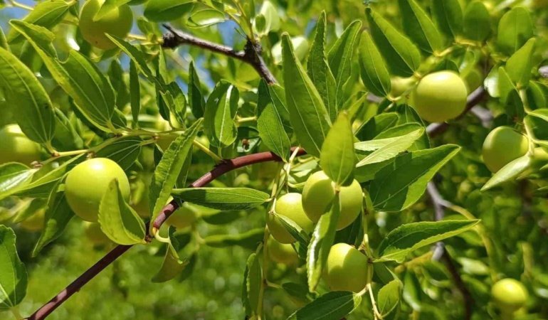 Çivril’de "Ölümsüzlük Meyvesi" için hasat zamanı yaklaşıyor