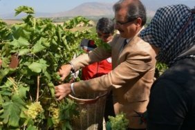 Salihli039de-sultani-cekirdeksiz-uzum-hasadi-basladi-featured