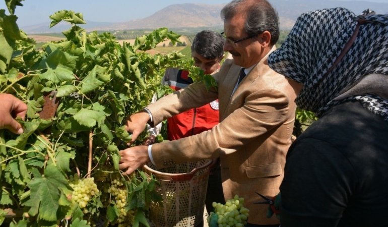 Salihli'de sultani çekirdeksiz üzüm hasadı başladı