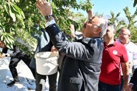 Acipayamda-badem-hasadi-basladi-featured