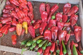Baskan-Putun-Beyagacin-ata-tohumlarini-gelecek-nesillere-tasiyoruz-featured