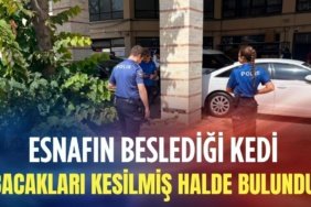 Esnafin-besledigi-Kedi-bacaklari-kesilmis-halde-bulundu-featured