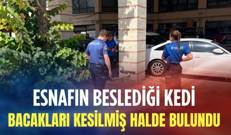 Esnafın beslediği Kedi bacakları kesilmiş halde bulundu