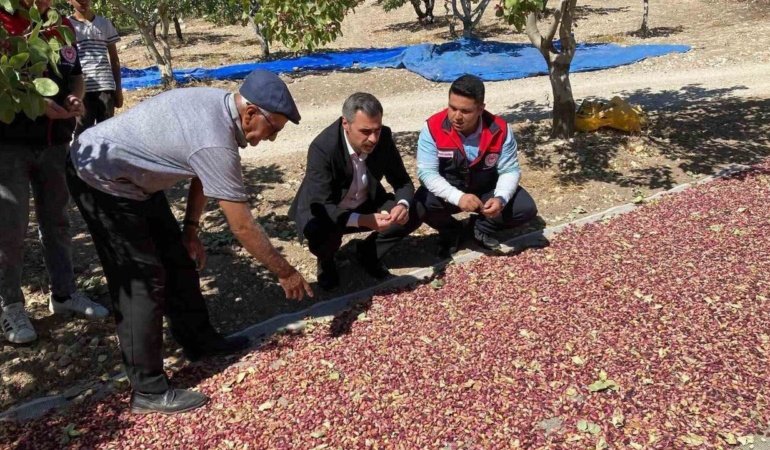 Güney’de toplanan Antep fıstıkları üreticinin yüzünü güldürüyor