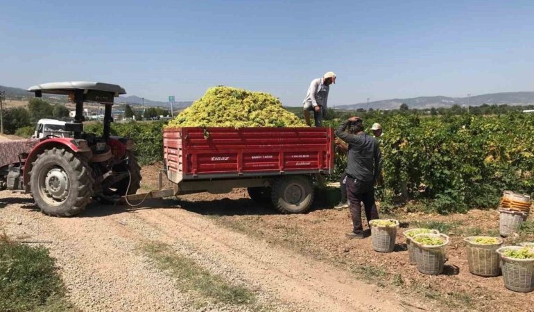 Güneyli üzüm üreticilerinden alıcılara fiyat tepkisi
