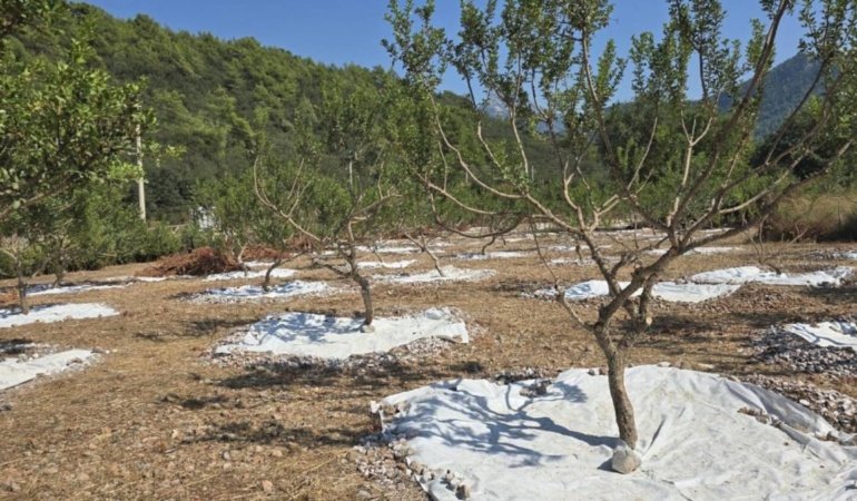 Her ağaçtan sadece 1 kilo çıkıyor kilosu 35 bin liraya satılıyor