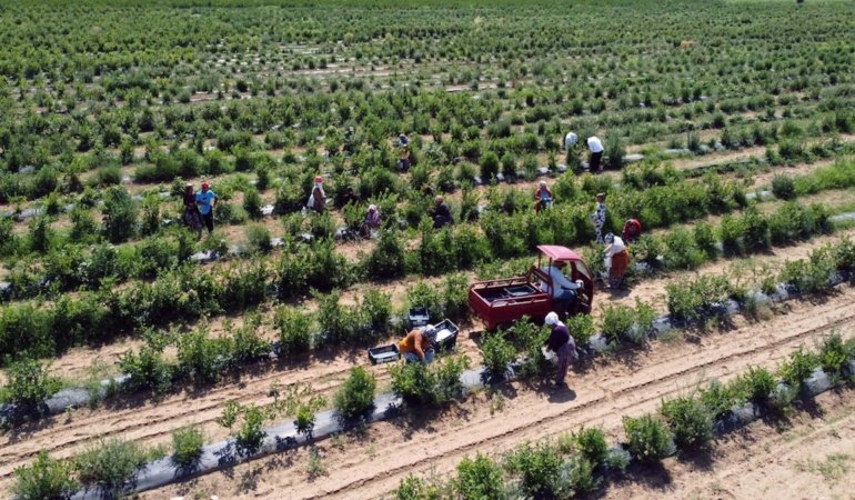 Her gün yerseniz kalbiniz size teşekkür edecek