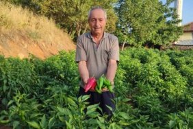 Kayaca-biberde-sezonun-son-hasadi-basladi-featured