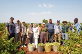 Milletvekili-Un-Cal-uzumu-bir-bardak-cay-fiyatina-dustu-featured
