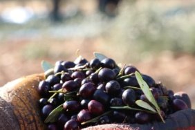 Zeytin-ureticileri-icin-yeni-satis-alani-olusturuluyor-featured