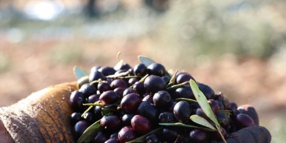 Zeytin-ureticileri-icin-yeni-satis-alani-olusturuluyor-featured
