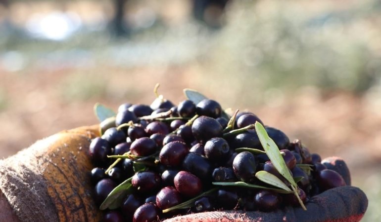 Zeytin üreticileri için yeni satış alanı oluşturuluyor