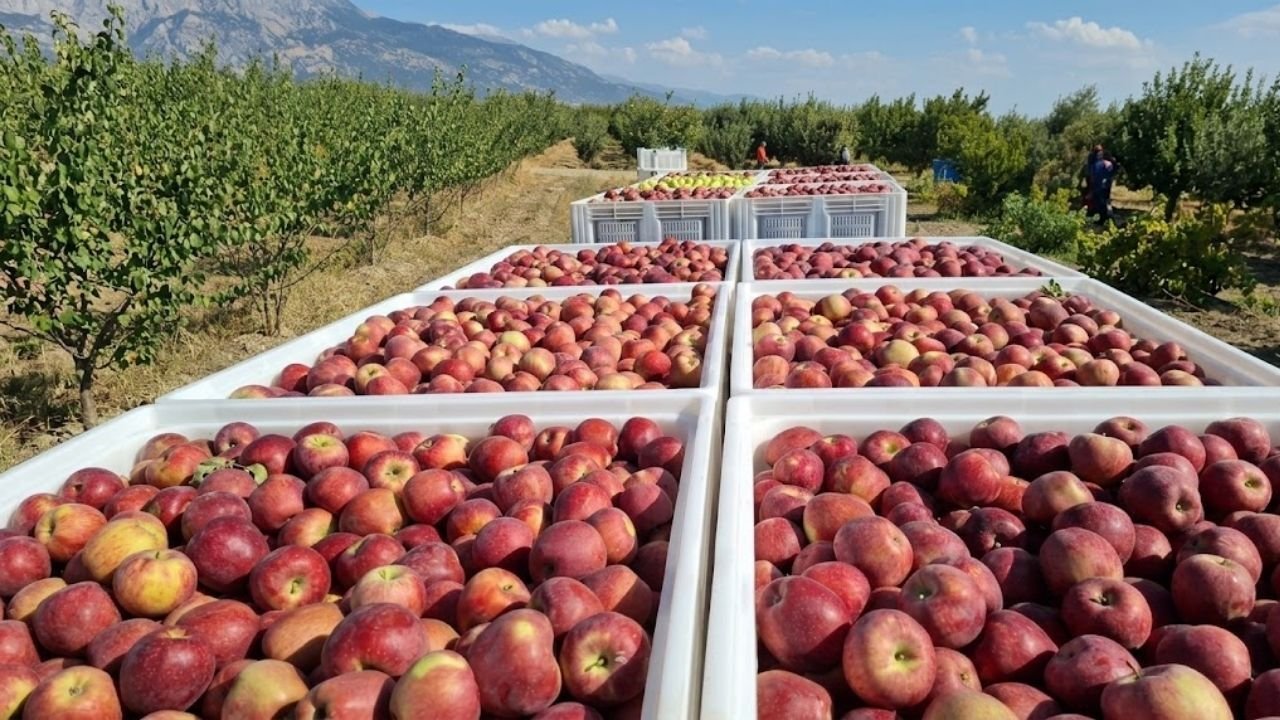 Markette-140-lira-ureticiden-4-liraya-aliniyor-Elma-ureticisinden-isyan-Devlet-bunun-neresinde-featured