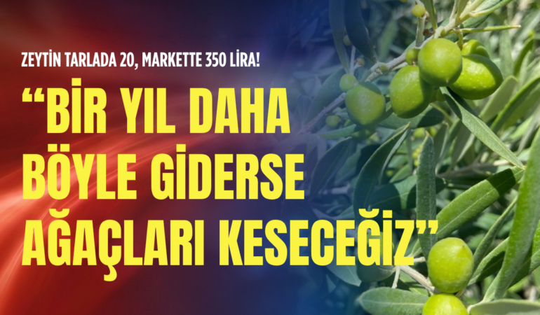 Zeytin tarlada 20, markette 350 lira!: Bir yıl daha böyle giderse ağaçları keseceğiz